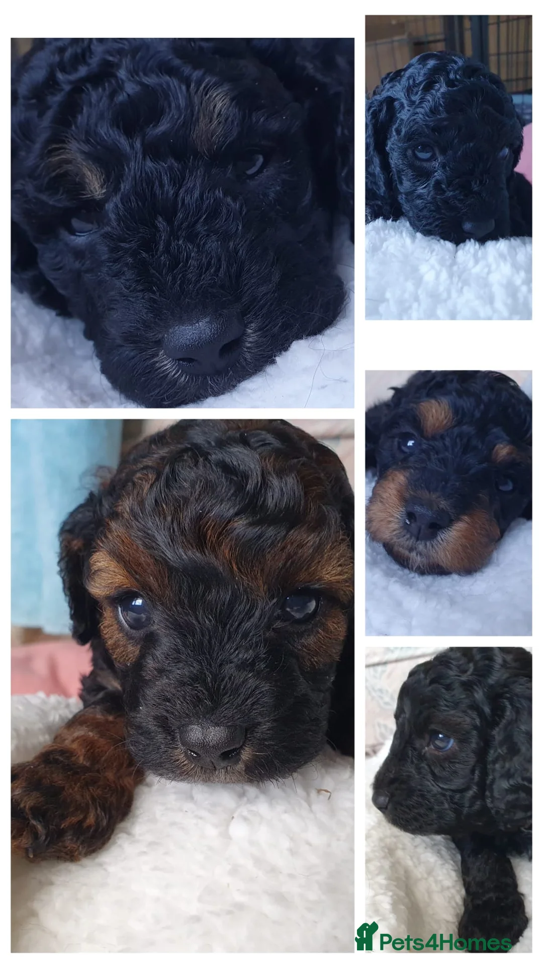 Toy Poodle dogs for stud: KC PROVEN toy poodle male for stud in Gerrards Cross - Advert 18
