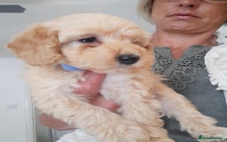 Miniature Poodle dogs for stud: KC Registered Stud Mini Poodle Winnie  in March - Image 3