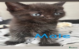 Ragdoll cats for sale: Half ragdoll kittens - Image 8