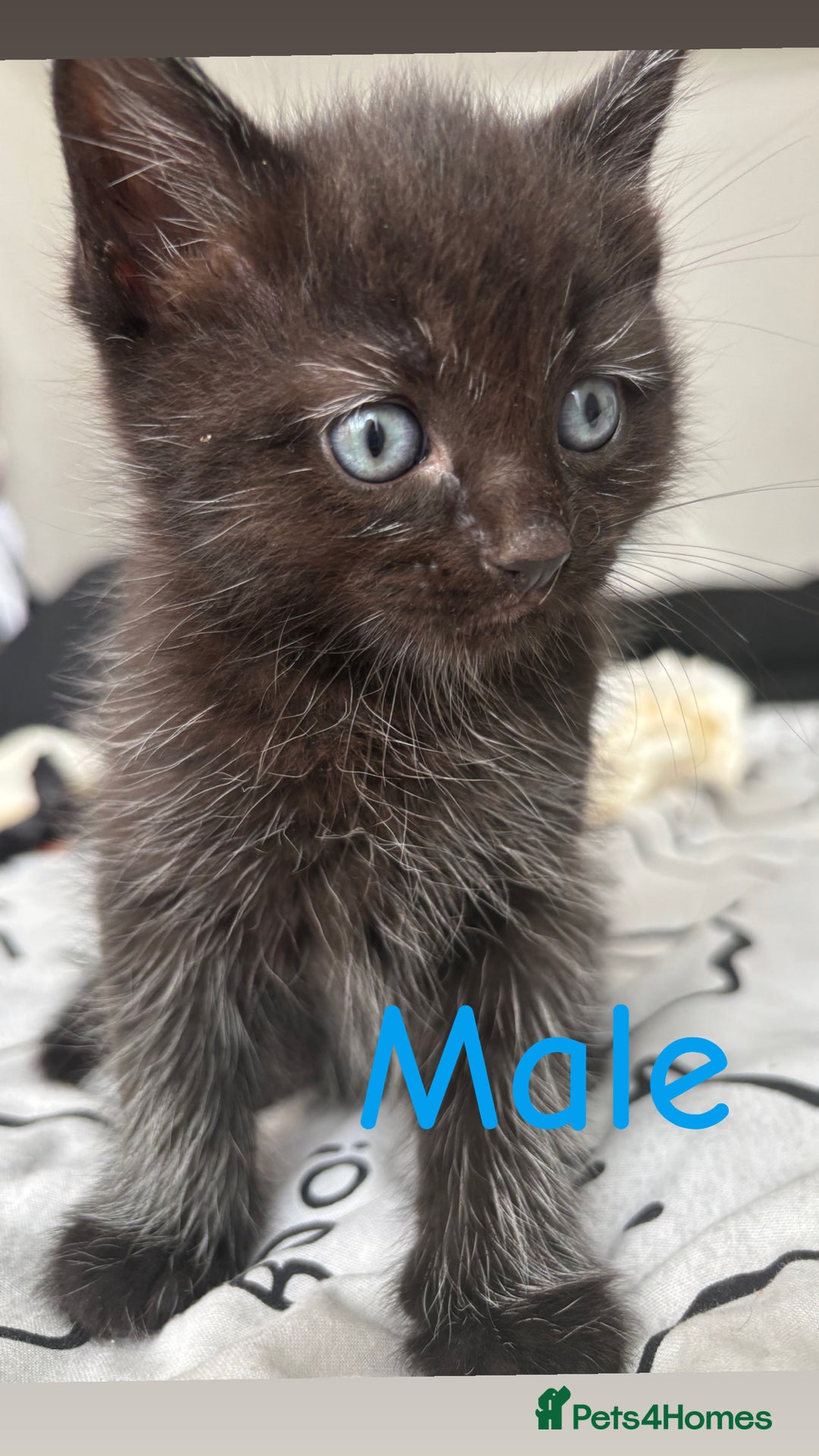 Ragdoll cats for sale: Half ragdoll kittens - Image 8