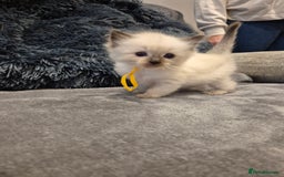 Ragdoll cats for sale: Last 2 female ragdoll kittens for sale - Image 9