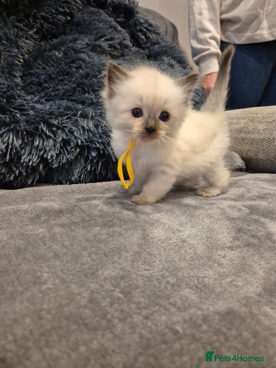 Ragdoll cats for sale: Last 2 female ragdoll kittens for sale - Image 9