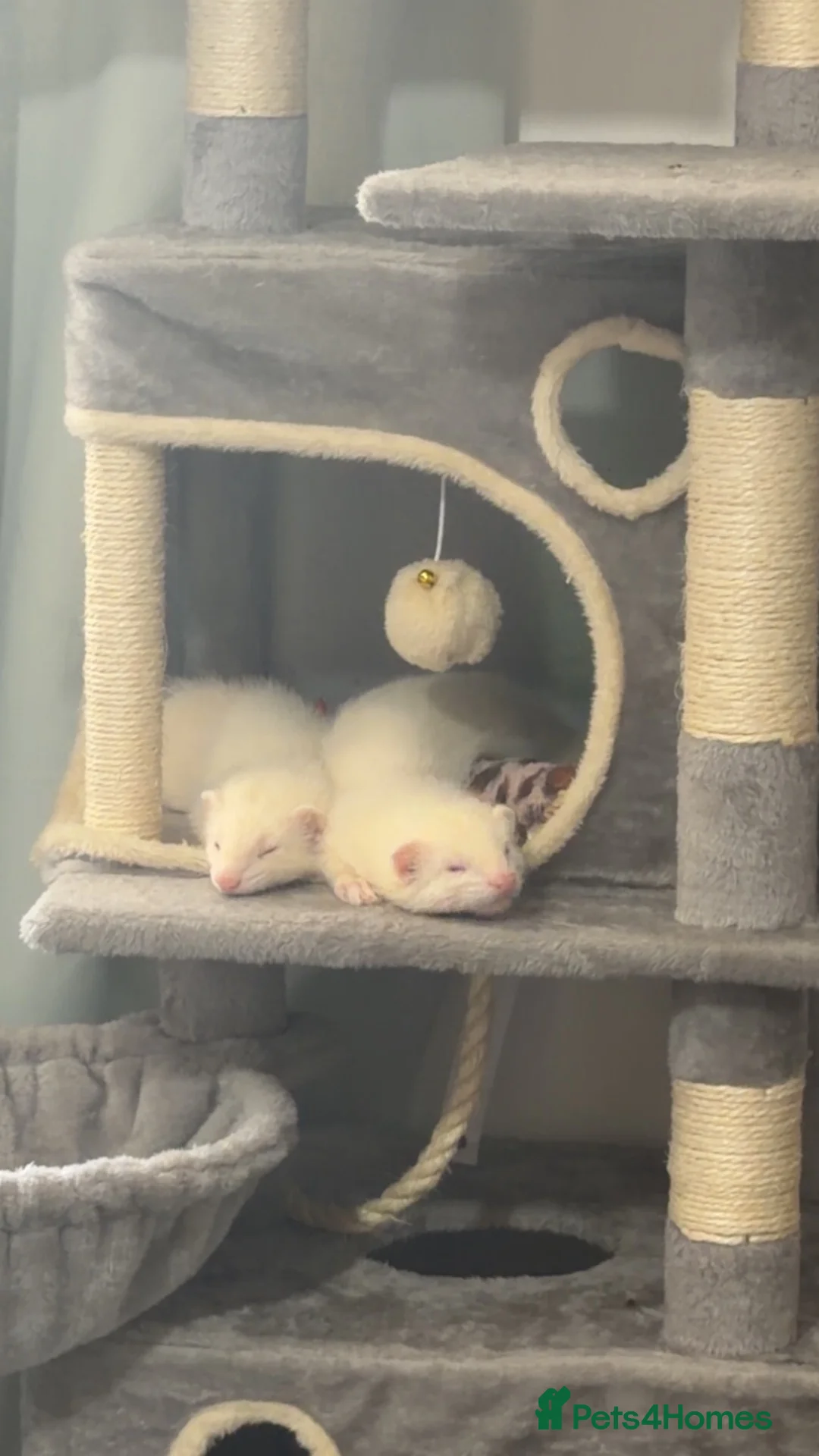 Ferret rodents for sale: 2 Male ferrets - Advert 5