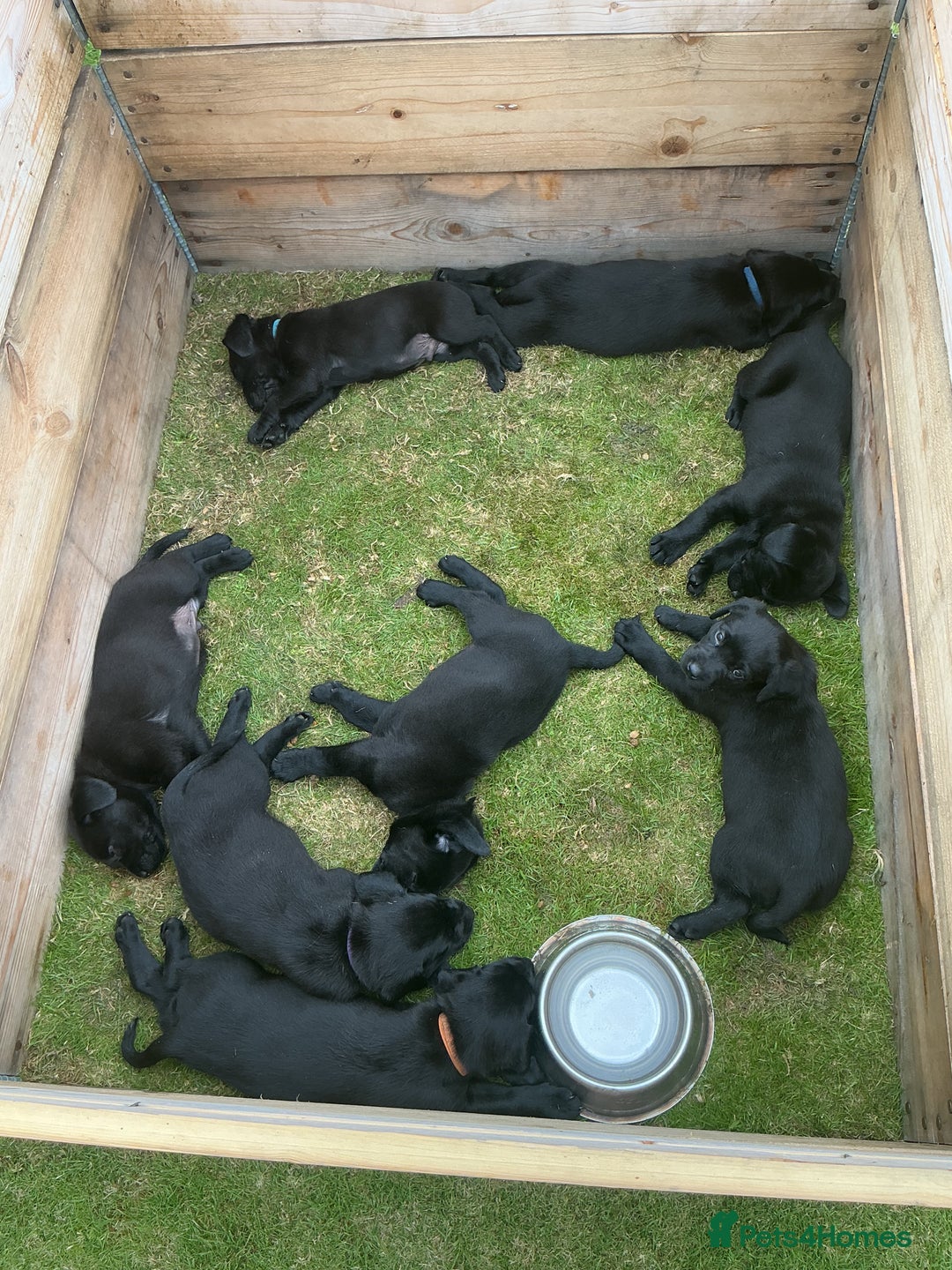Labrador Retriever dogs for sale: KC registered Black Lab pups - Image 9