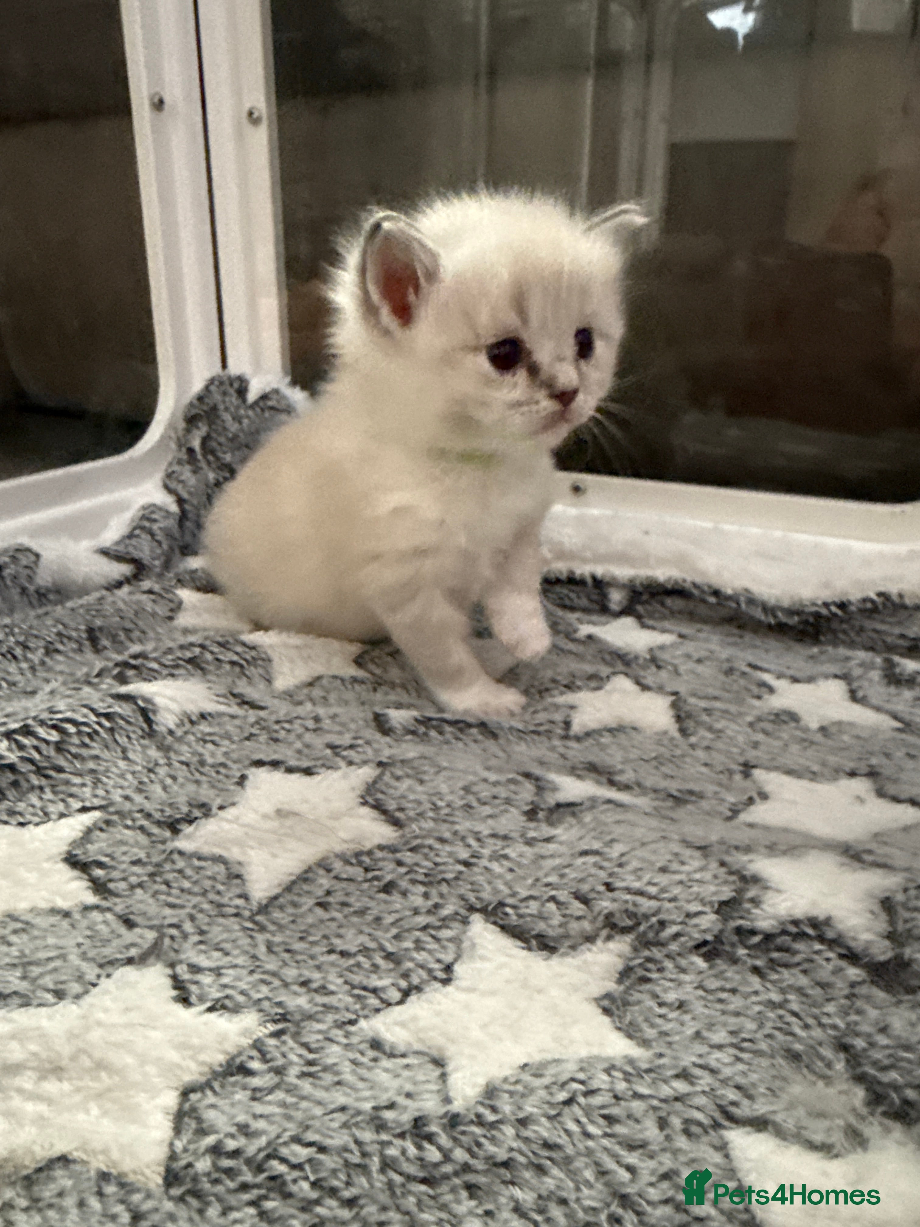 Ragdoll cats XL Long hair Ragdoll kittens. Used to dogs.  - Advert 2