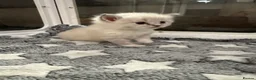 Ragdoll cats for sale: XL Long hair Ragdoll kittens. Used to dogs.  - Advert 6