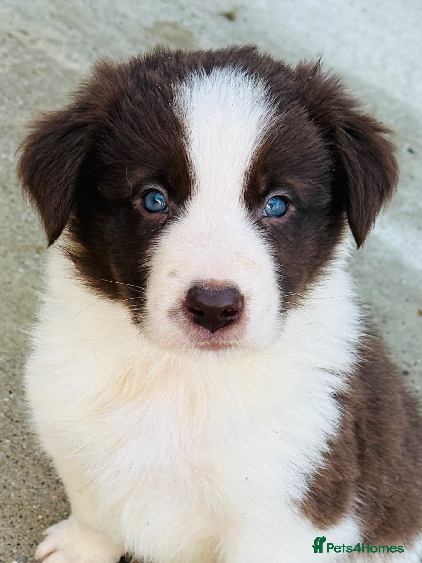 Border Collie dogs Gorgeous border collie puppies  - Advert 2