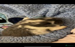 French Lop rabbits for sale: Giant French lop rabbits  - Image 18