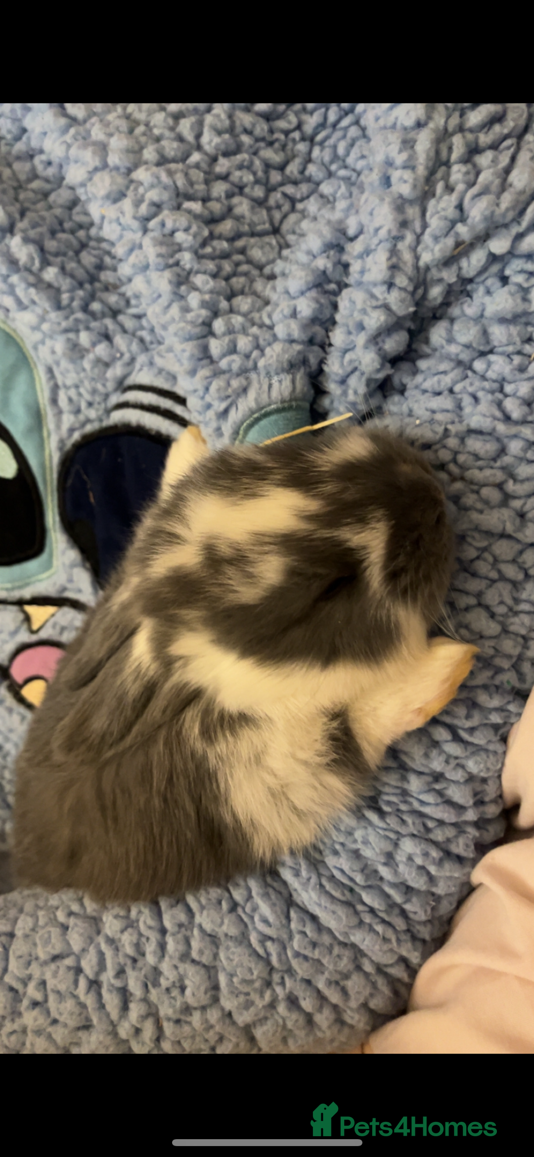 French Lop rabbits for sale: Giant French lop rabbits  - Image 18