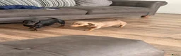 Dachshund dogs for sale: Dachshund pups looking for their forever home  - Advert 4