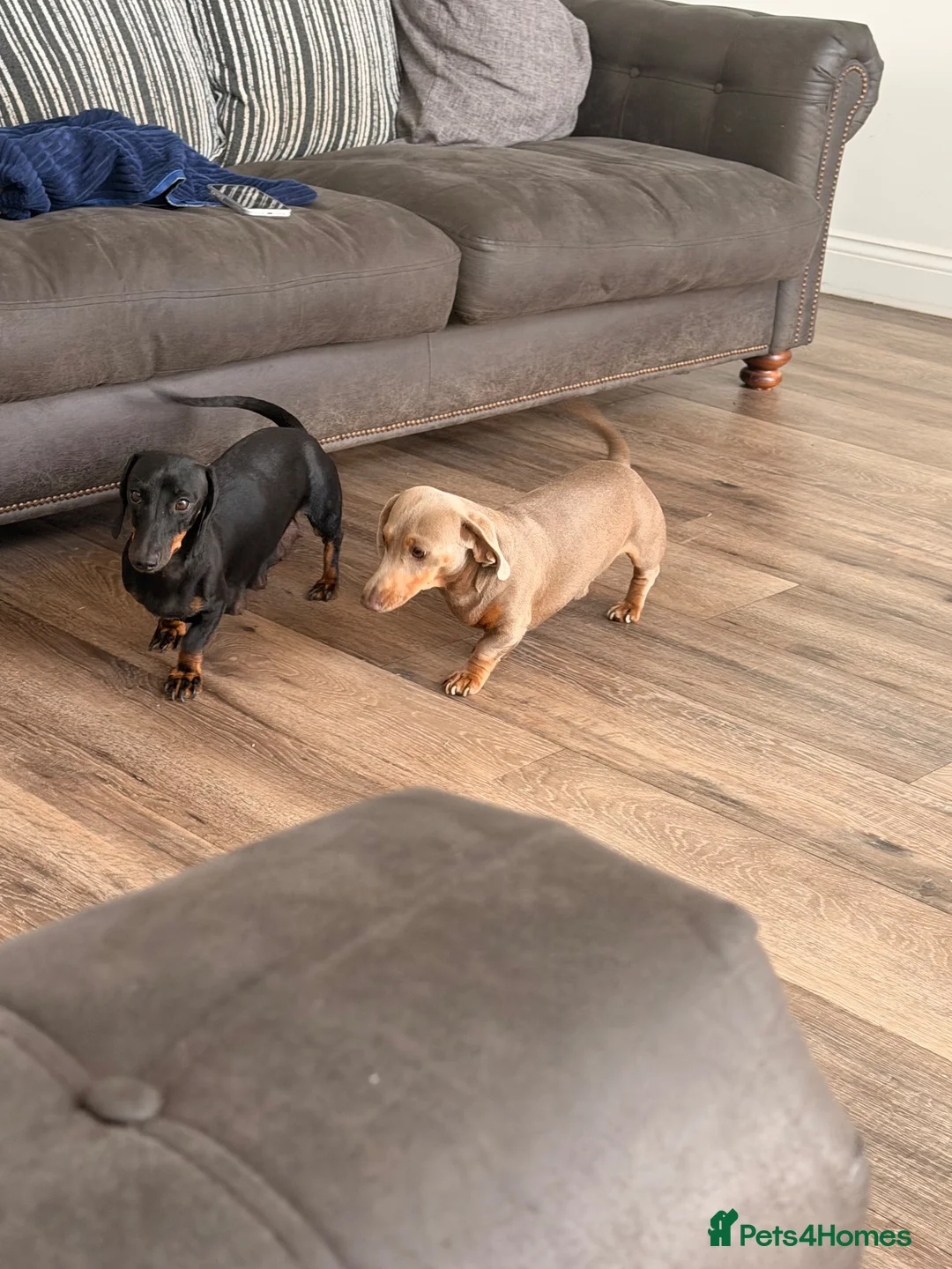 Dachshund dogs for sale: Dachshund pups looking for their forever home  - Advert 4