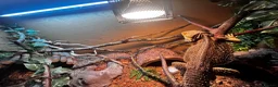 Bearded Dragon reptiles for sale: Friendly bearded dragon  - Advert 2