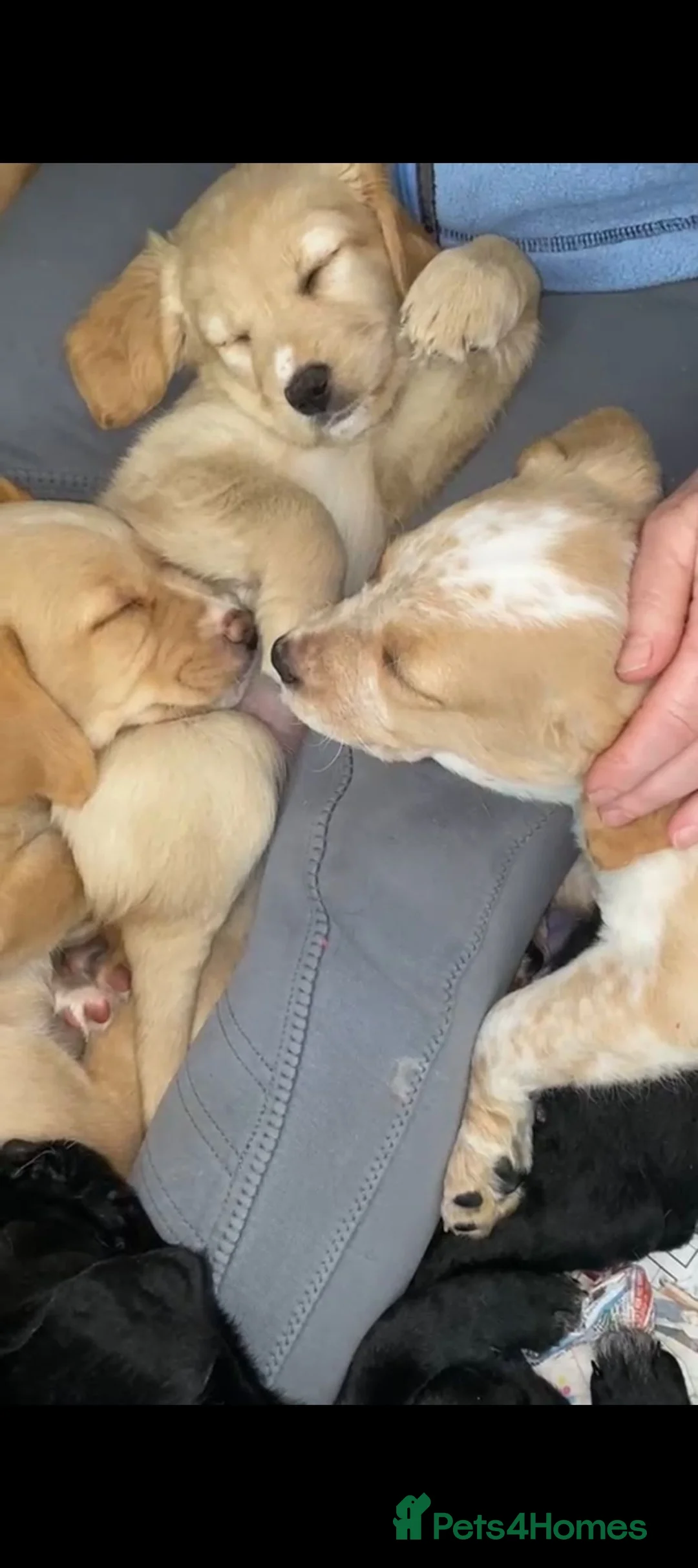 Mixed Breed dogs for sale: Labradoodle/springer x border collie puppies  - Advert 2