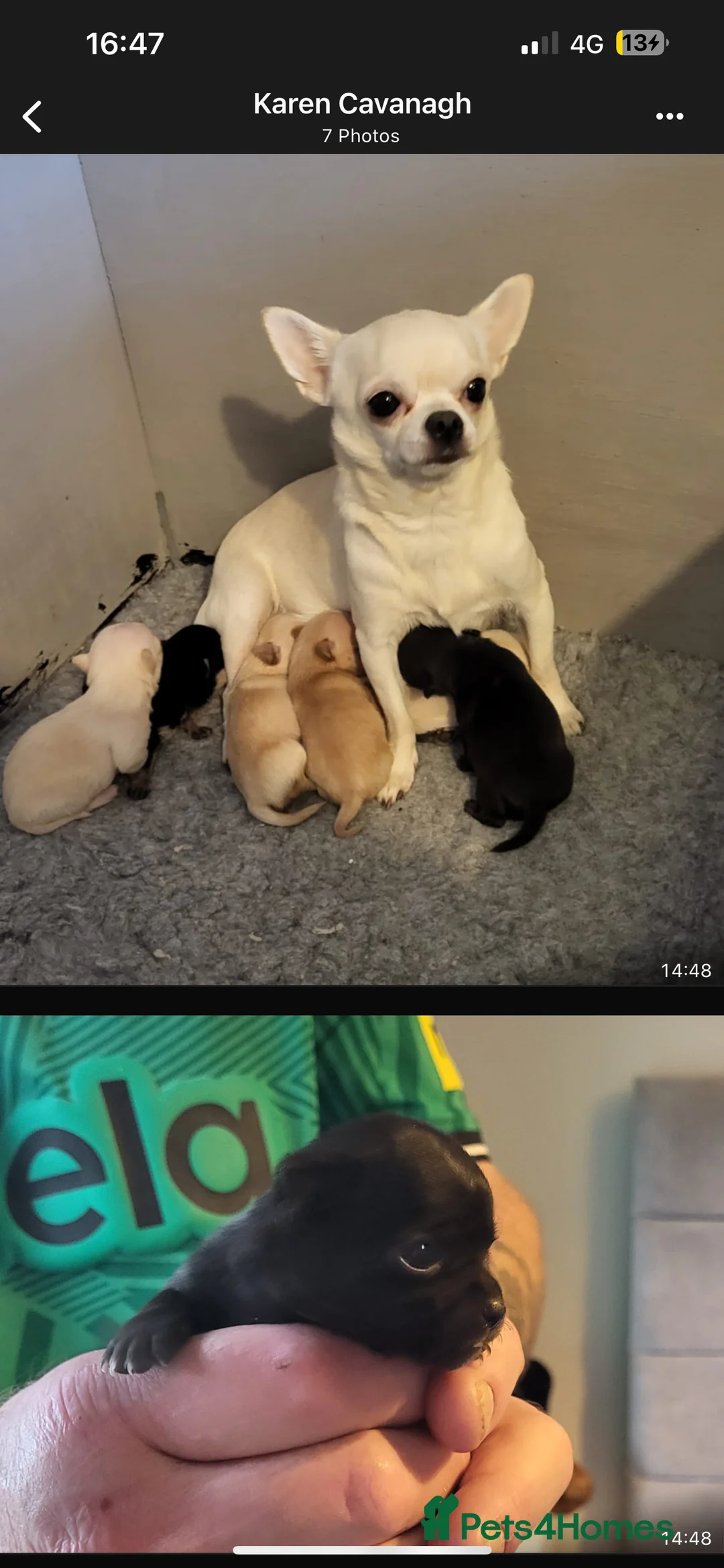 Chihuahua dogs for stud: Tri colour chi - Proven stud in Middlesbrough - Advert 17