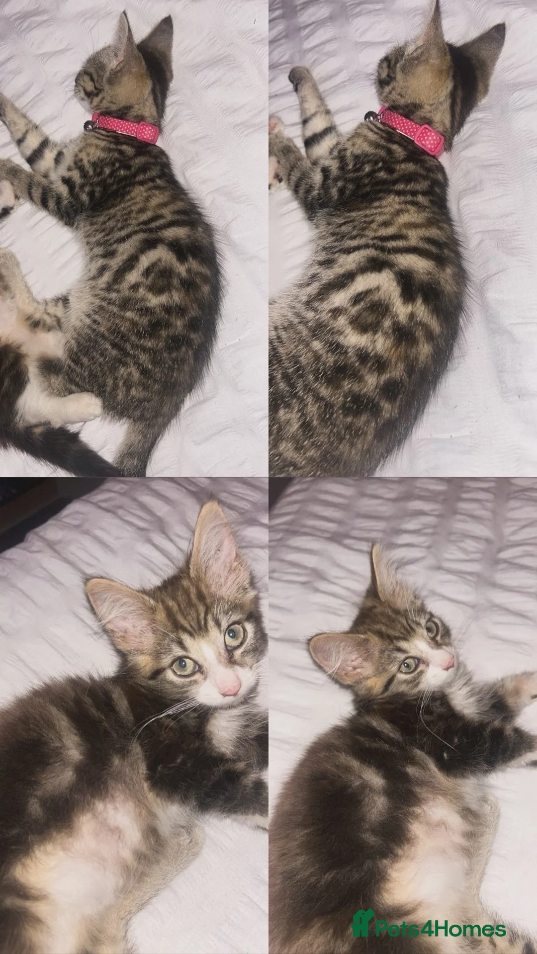 Mixed Breed cats for sale: X2 kittens (to go together ) - Advert 1
