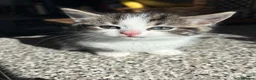 Mixed Breed cats for sale: 2 ragdoll X mackrel tabby kittens left  - Advert 2