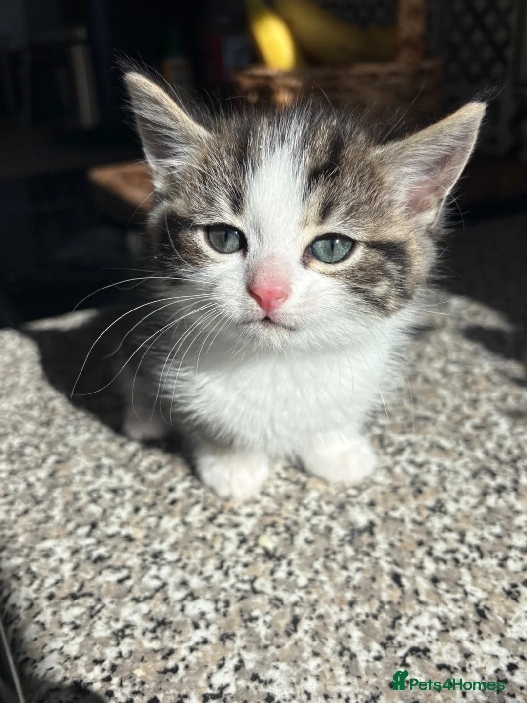Mixed Breed cats for sale: 2 ragdoll X mackrel tabby kittens left  - Advert 2