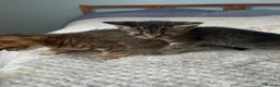 Mixed Breed cats for sale: Adorable playful kittens  - Advert 15