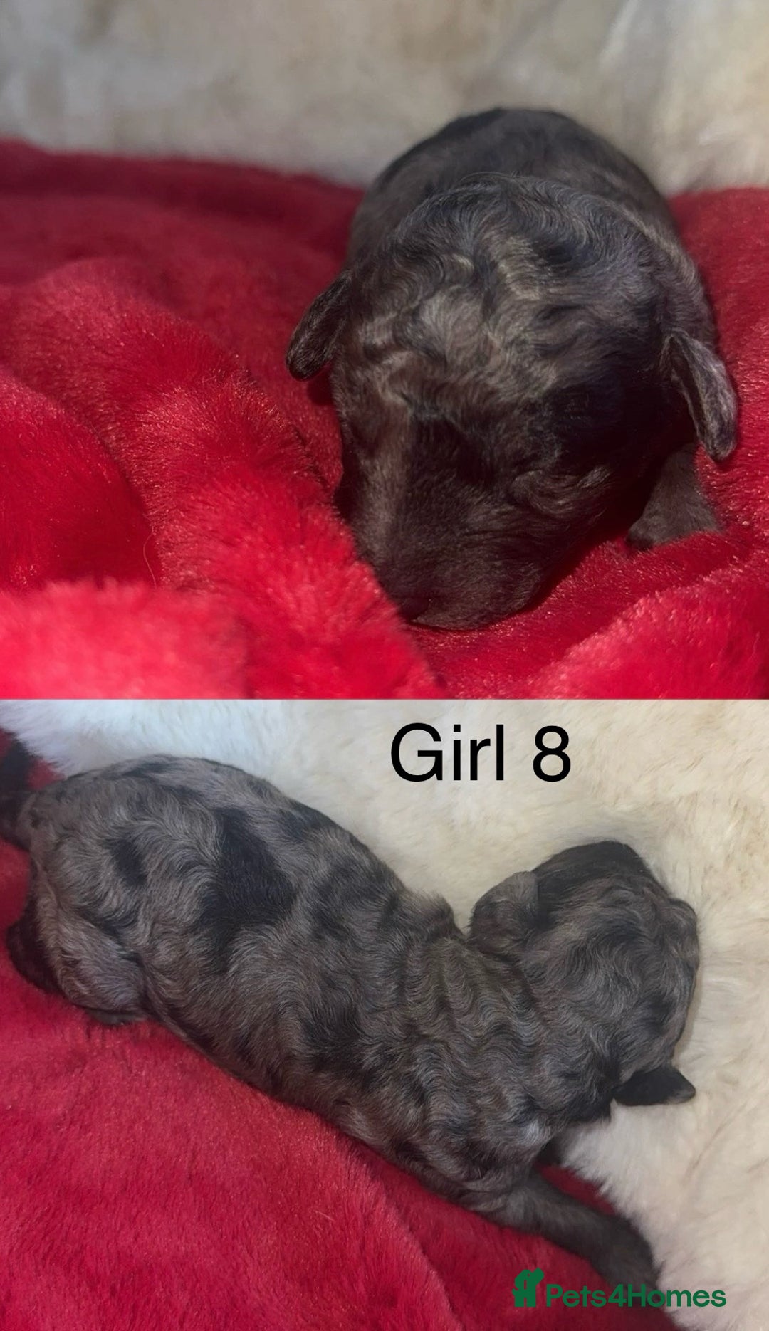 Cockapoo dogs for sale: F1B cockapoos (Merls & Solid Black) - Advert 9