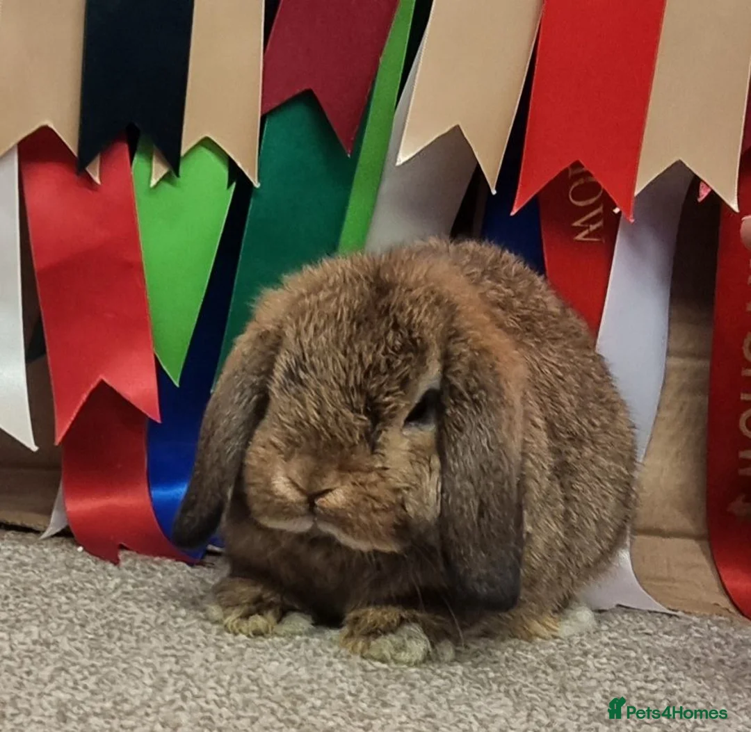 Mini Lop rabbits for sale: Gorgeous mini lop boy - Advert 1