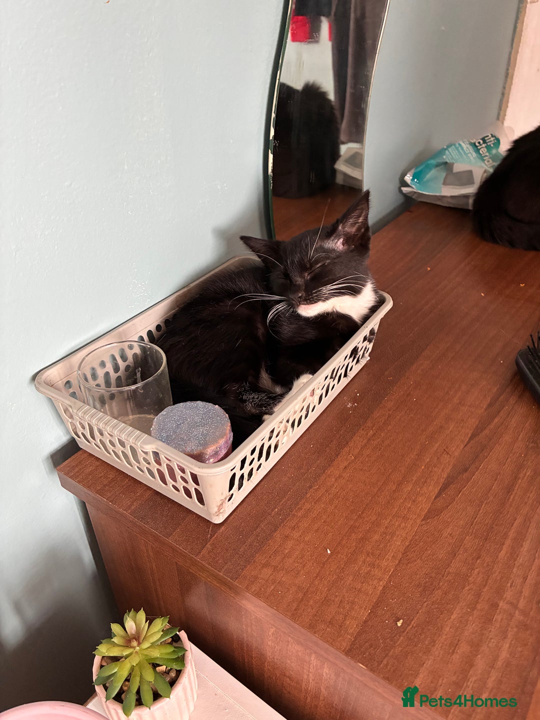 Mixed Breed cats for sale: Female kitten - Image 2