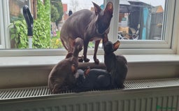 Sphynx cats for sale: Silver elf and black little babies - Image 30