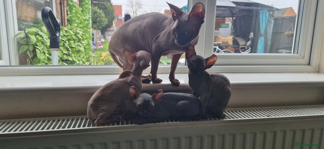 Sphynx cats for sale: Silver elf and black little babies - Image 30