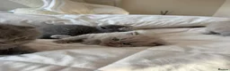 British Shorthair cats for sale: British shorthair X Scottish fold  - Advert 11