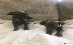 Whippet dogs for sale: Whippet puppies  - Image 9