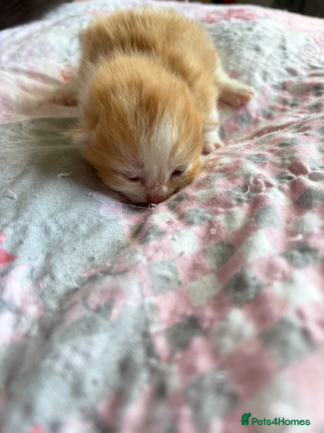 Mixed Breed cats for sale: 5 beautiful kittens  - Advert 2