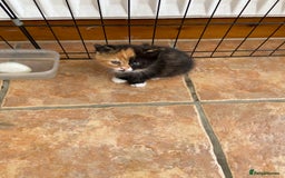 Persian cats for sale: Persian x - Image 8