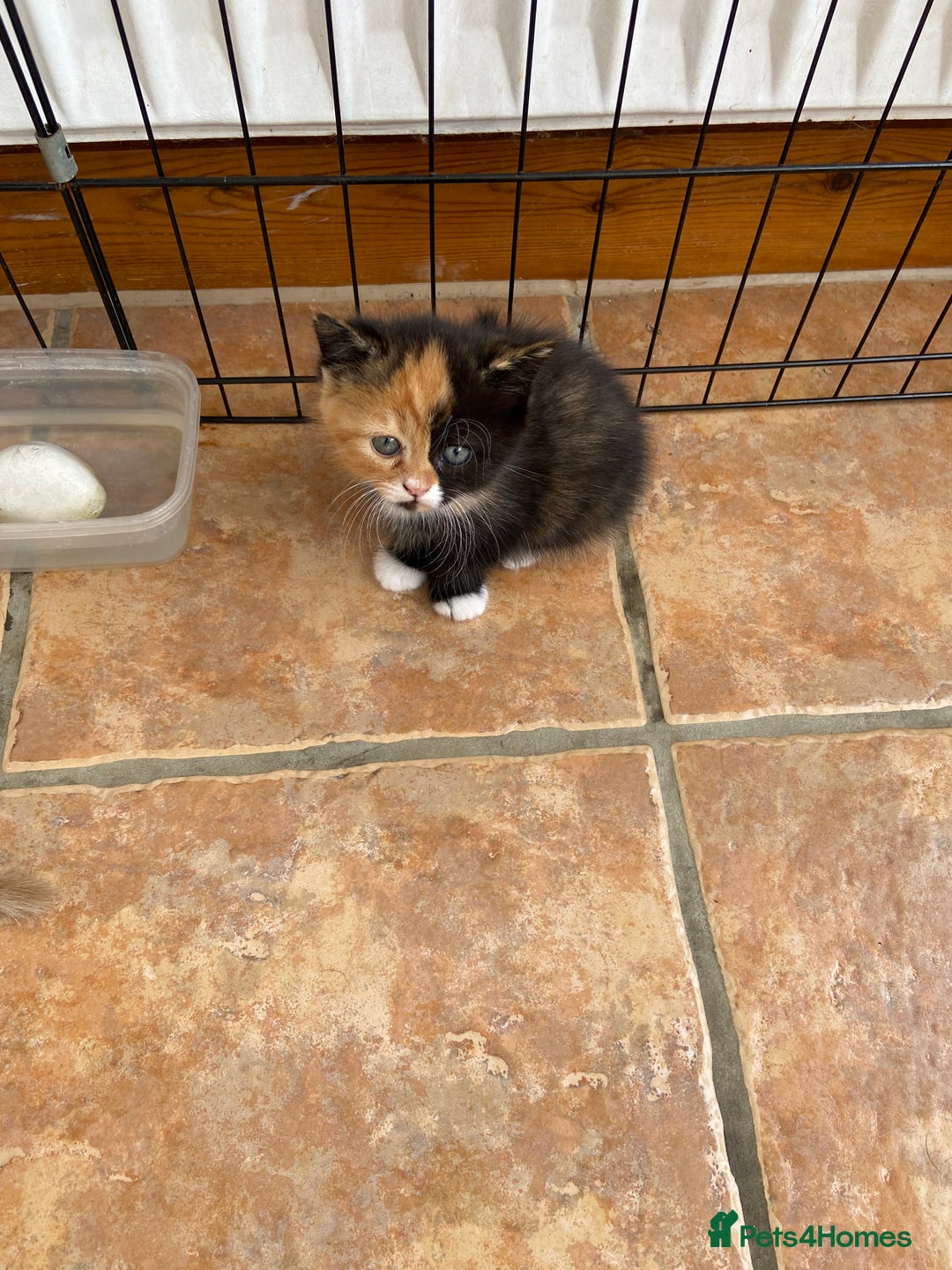 Persian cats for sale: Persian x - Image 8