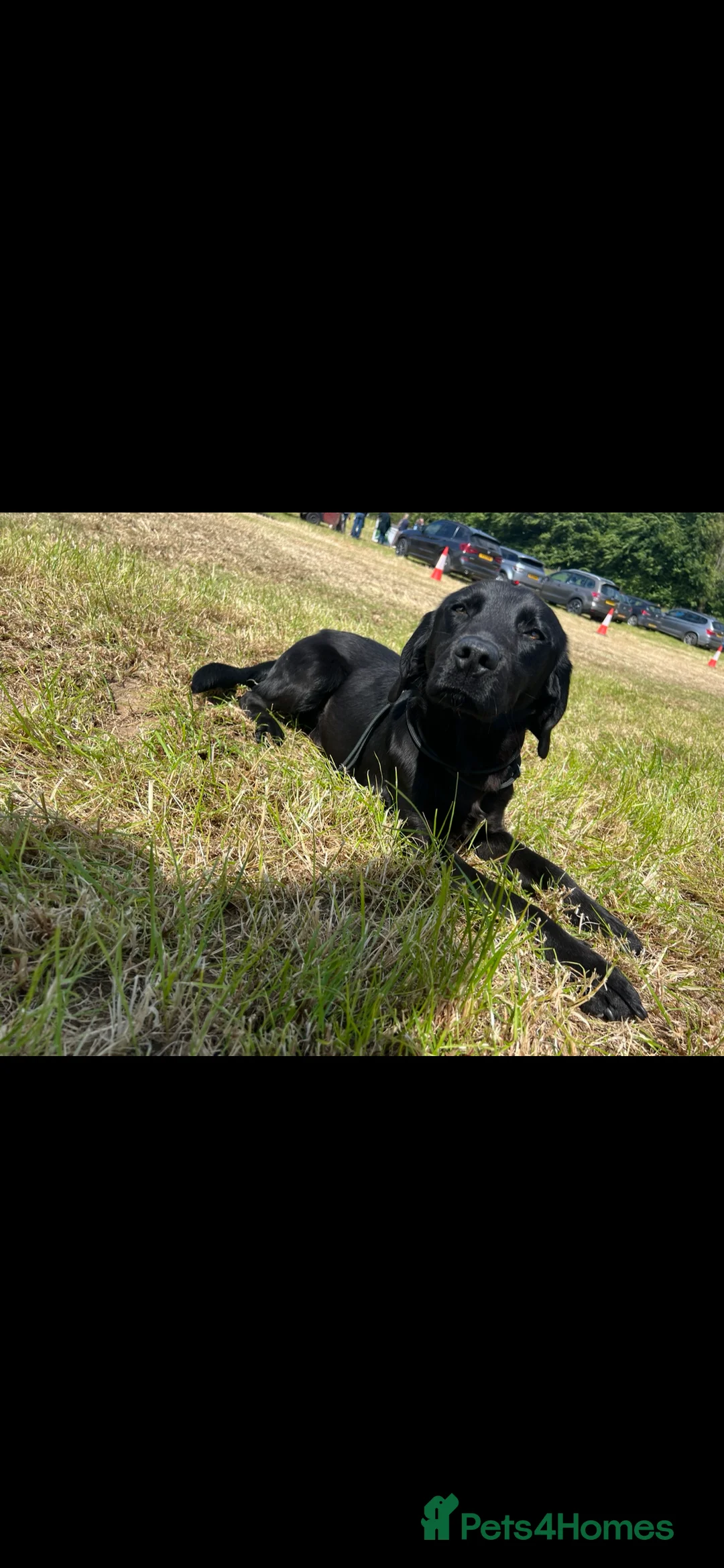 Springador dogs for sale: Springador Pups  - Advert 4