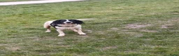 English Springer Spaniel dogs for sale: Springer spaniel puppy's.  - Advert 5