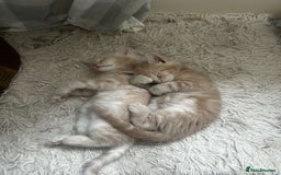 Mixed Breed cats for sale: Beautiful Maine Coon x British Long Hair kittens  - Image 4