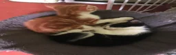 Mixed Breed cats for sale: Beautiful kittens ready for their forever homes  - Advert 11