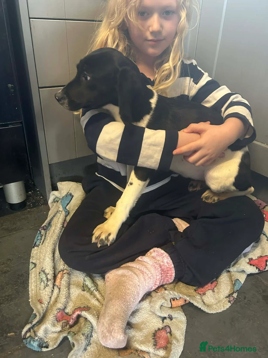 Bocker dogs for sale: Bocker girl  - Advert 3