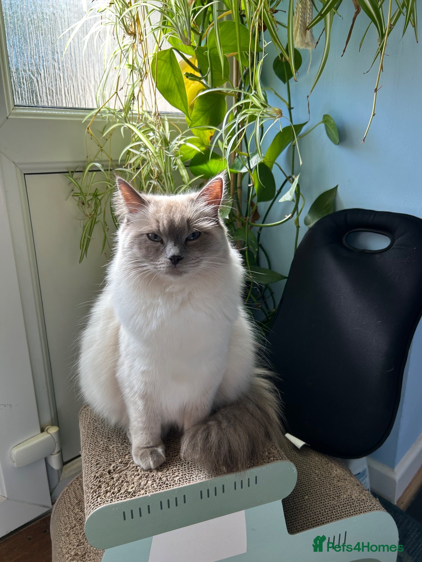 Ragdoll cats for sale: Candy - Advert 3