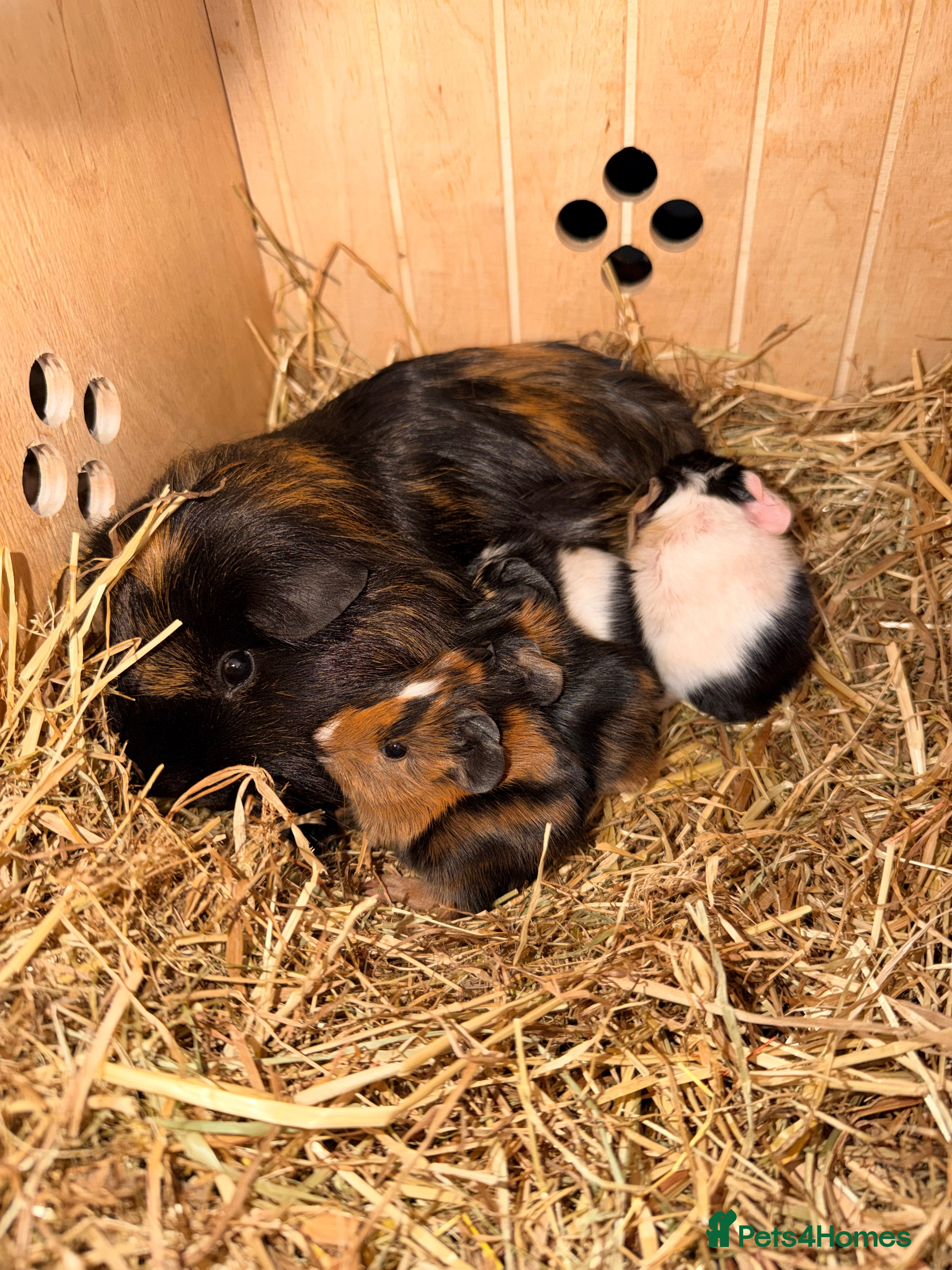 Guinea Pig rodents Our last litter (born 2/1/26) Stunning Baby Pigs - Advert 5