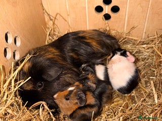 Guinea Pig rodents Our last litter (born 2/1/26) Stunning Baby Pigs - Advert 3