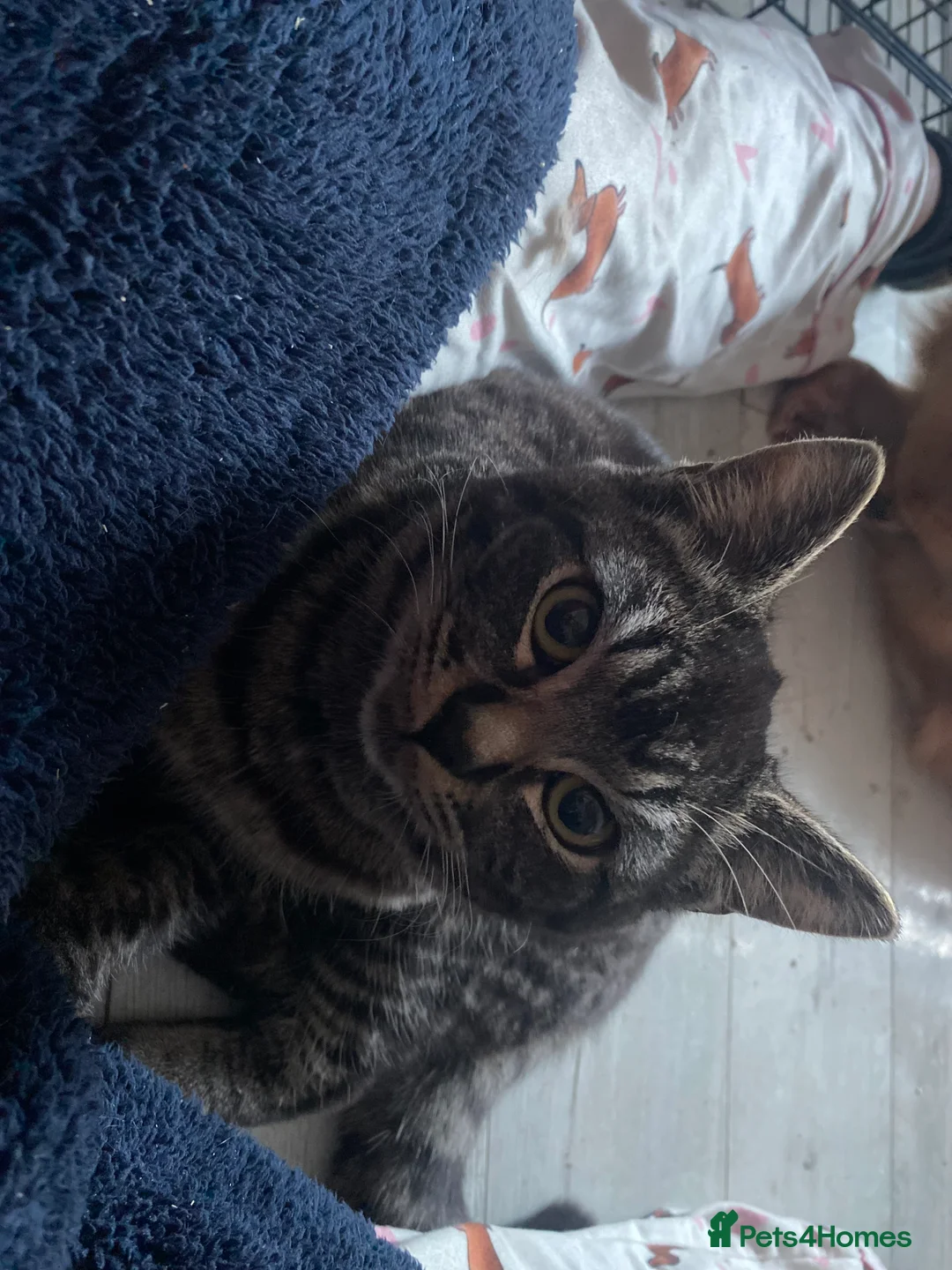 Ragdoll cats for sale: This ragdoll mix is ready ragdoll characteristics - Advert 4