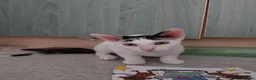 Mixed Breed cats for sale: Kitten Mimi in Lincoln - Advert 2