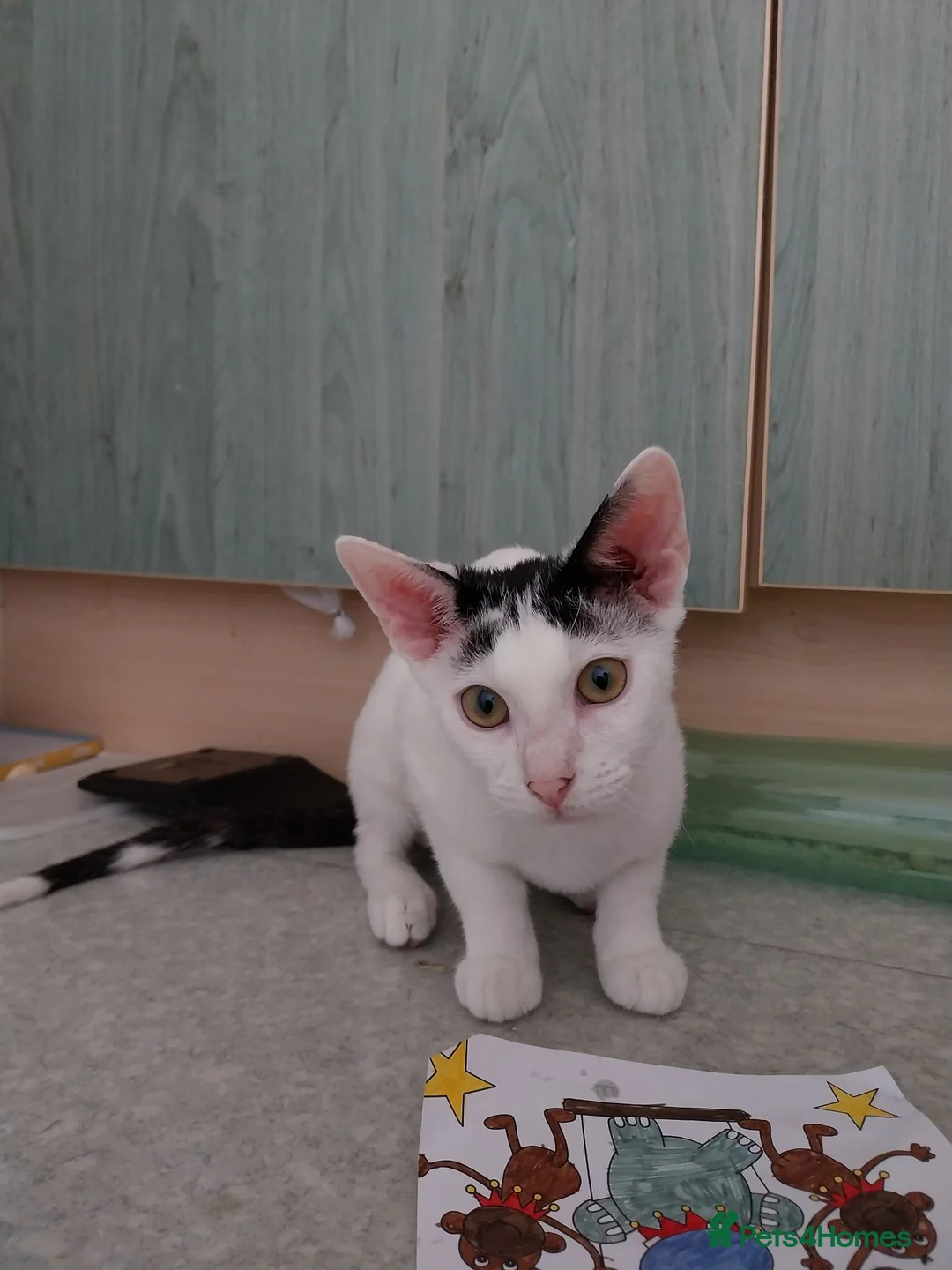 Mixed Breed cats for sale: Kitten Mimi in Lincoln - Advert 2