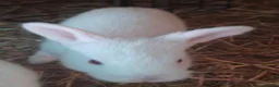 New Zealand rabbits for sale: NEW ZEALAND WHITE (NZW) RABBITS FOR SALE in Oldham - Advert 4