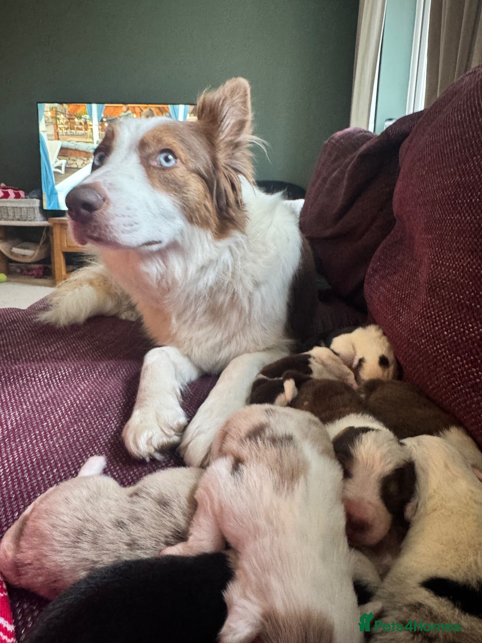 Border Collie dogs 6 amazing Border Collie puppies for sale - Advert 1