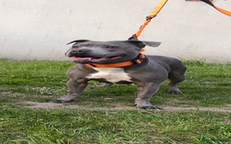 Staffordshire Bull Terrier dogs for sale: Staffordshire bull terrier puppies - Image 17
