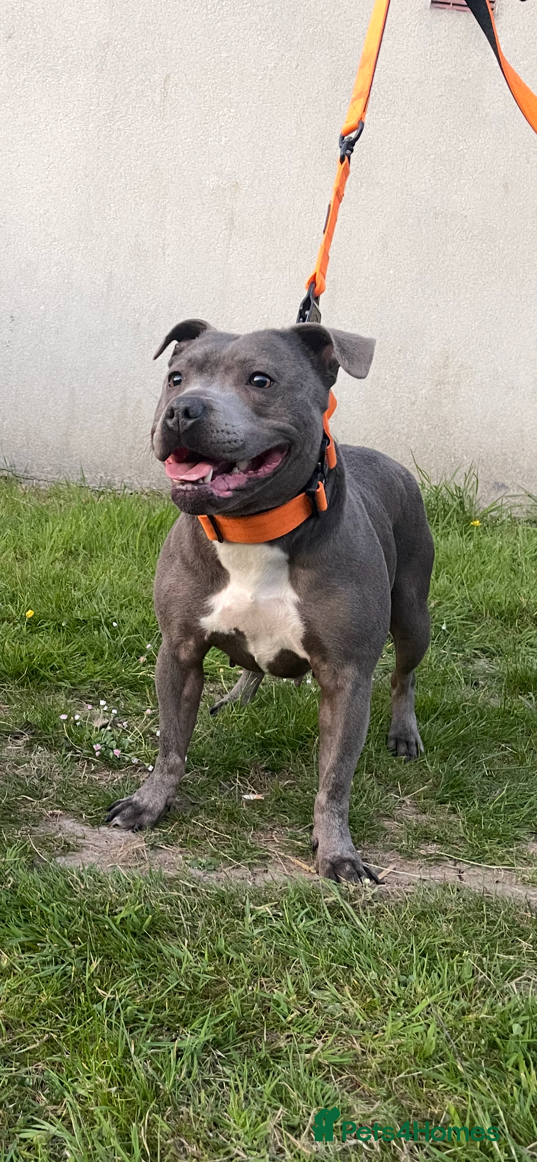 Staffordshire Bull Terrier dogs for sale: Staffordshire bull terrier puppies - Image 17
