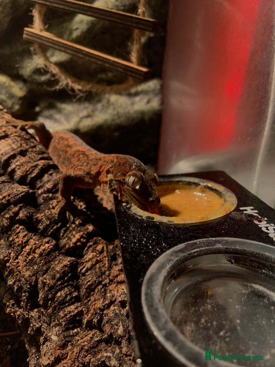 Gecko reptiles for sale: chahoua gecko - Image 4
