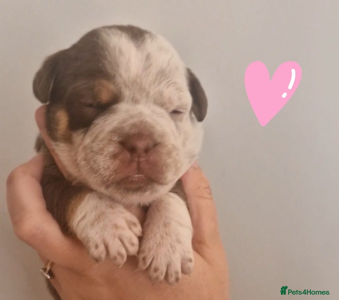 English Bulldog dogs for sale: Outstanding old English bulldogs - Image 8