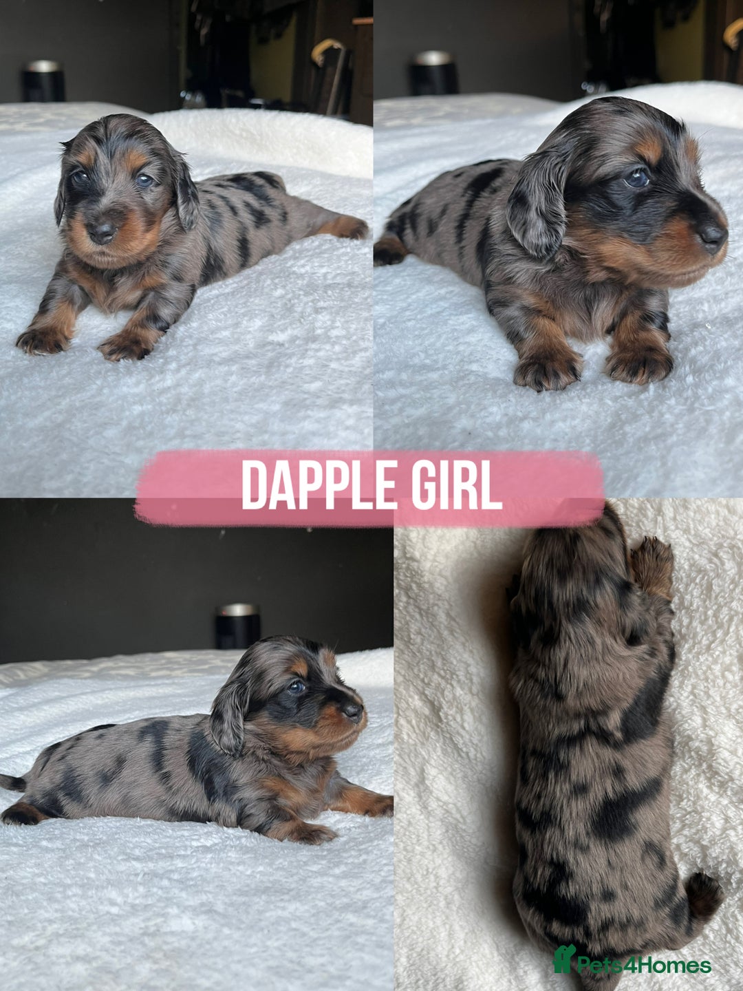 Miniature Dachshund dogs for sale: KC Long Hair Mini Dachshunds  - Advert 3
